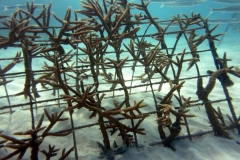 coral-garden-2-Foto-Danijela-Podlipec