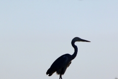 Jukstapozicija_Beljarica-Josip-Šarić