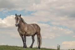 Krčedinska-ada-Marina-Stančević