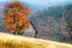 Zlatiborska-Jablanica_Vladimir_Mijilović