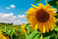 Sunflowers-Foto-Stefan-Milenković