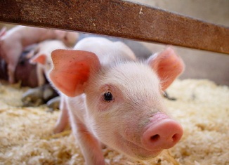 Odluka o dodeli bespovratnih podsticajnih sredstava za korišćenje biomase na farmama svinja u Vojvodini