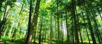 Albanija uvodi zabranu seče šuma