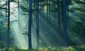 Danas je Svetski dan šuma