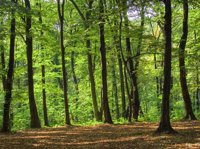 Žalba protiv Poljske zbog plana seče u prašumi