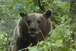 U Nacionalnom parku Tara uhvaćena i markirana još tri mrka medveda