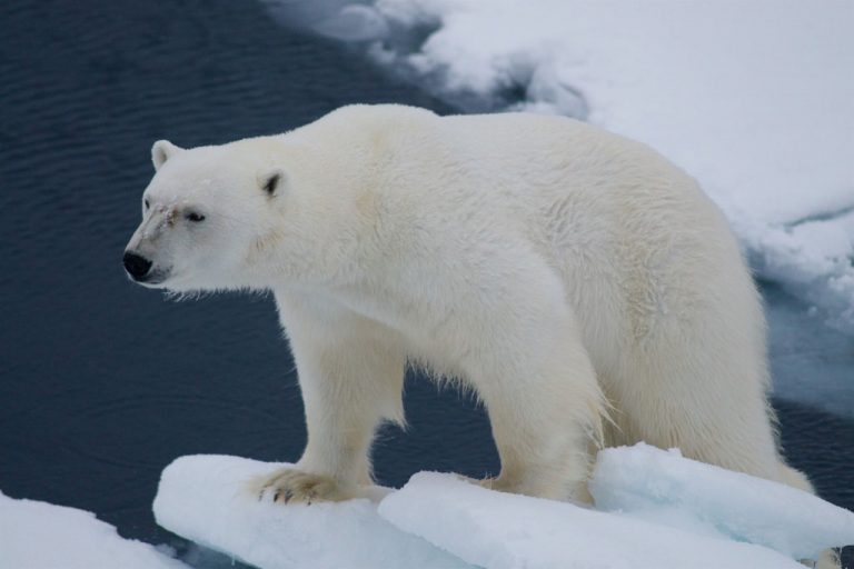 Da li nam zbog globalnog zagrevanja, preti izumiranje polarnih medveda na Arktiku?