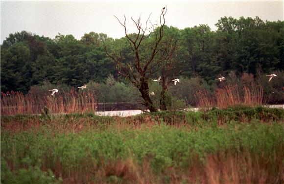 WWF: Treba promeniti stav  o važnosti močvara