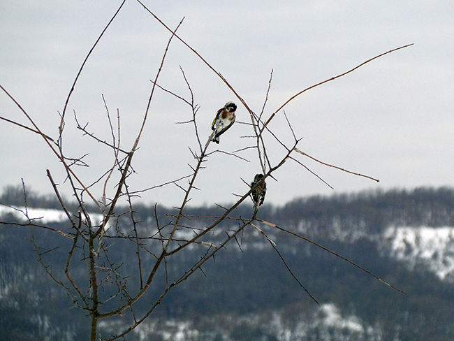 Pronađene ilegalne zamke za hvatanje strogo zaštićenih vrsta ptica pevačica na Brestovačkom jezeru
