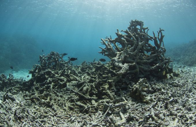 Plastika ugrožava koralne grebene