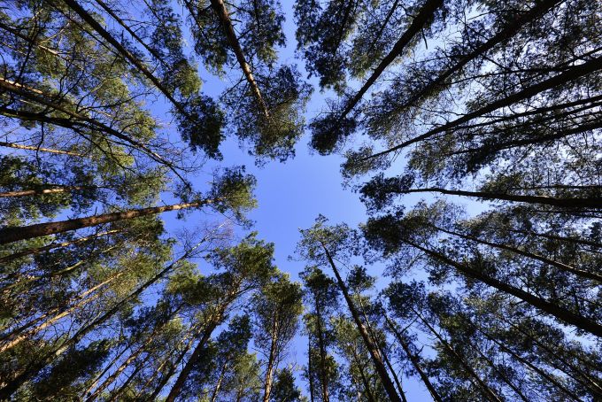 Zavod za zaštitu prirode Srbije obeležava Svetski dan šuma
