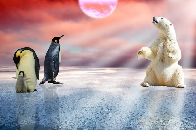Južni pol se polako topi, a šta će biti s pingvinima i belim medvedima?