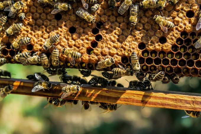 Hrvatski izum – spas za pčele?