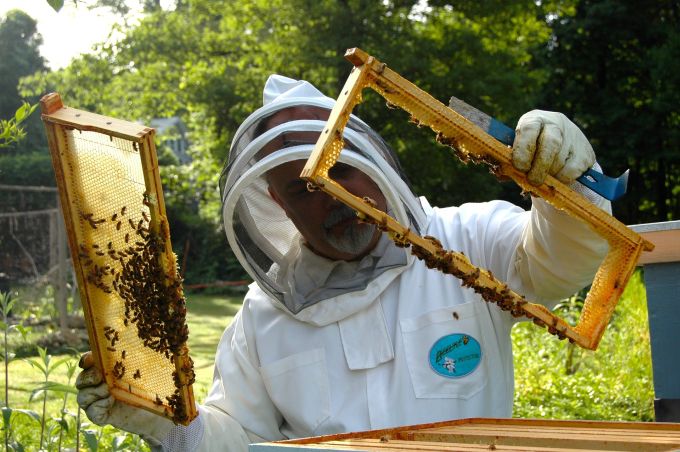 Inovativni klaster „Panonska pčela“ organizuje radionice za pčelare