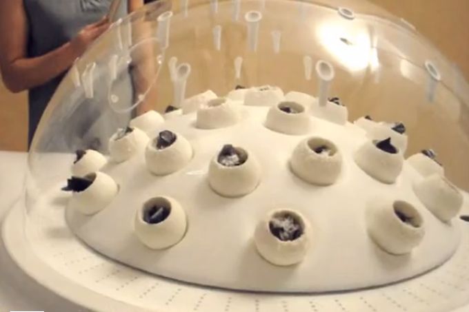 Dizajniran uređaj u kom se jestive gljive hrane plastikom koju same razgrađuju (FOTO) (VIDEO)