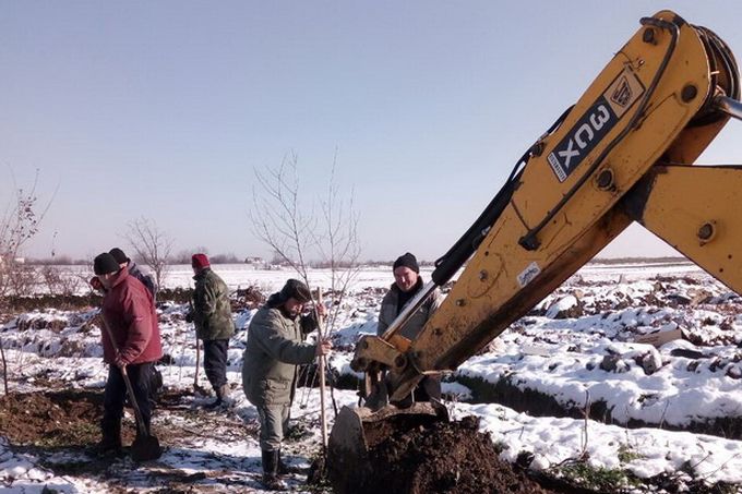 Mesna zajednica Novi Slankamen organizovala čišćenje divlje deponije i sadnju više od 30 sadnica bresta
