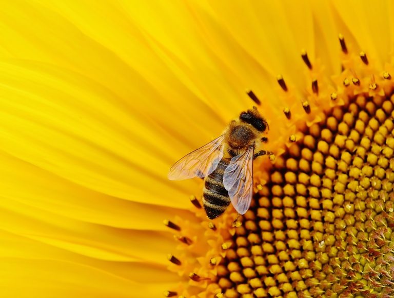 Pesticidi štetniji za pčele više nego što se mislilo