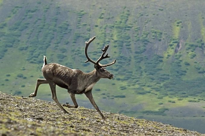 Aljaska: Način života starosedelaca i ekosistem mogli bi da budu ugroženi naftnim bušotinama