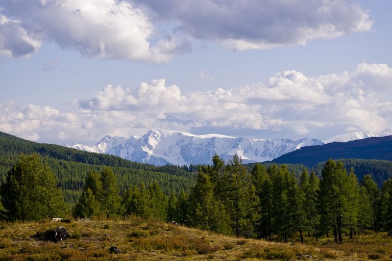 Toliko je ugljenika u atmosferi da pošumljavanje više nije rešenje