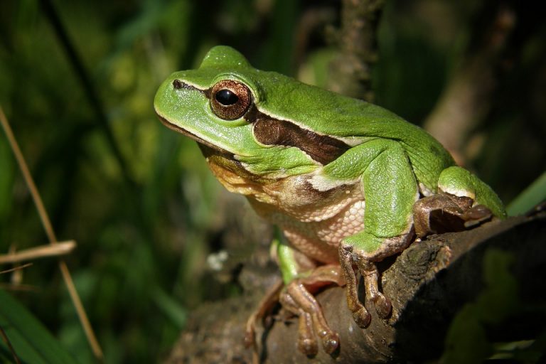 Zatvaraju put na dva meseca da bi njim prolazile žabe