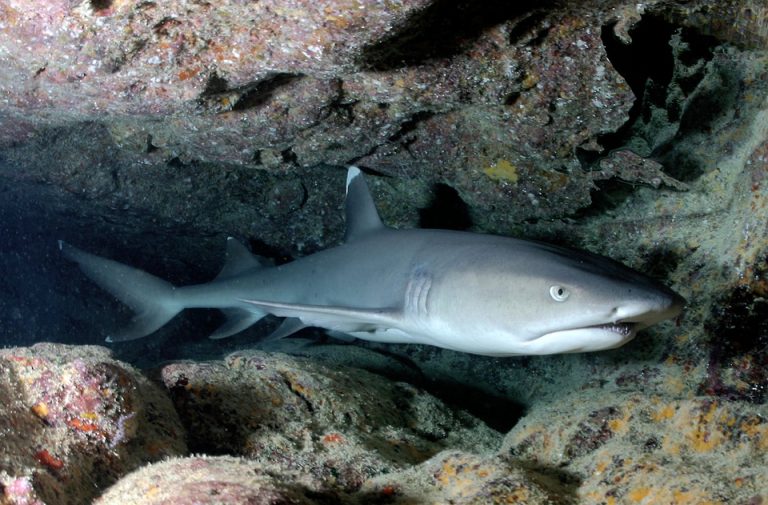 Ajkula okeanska beloperka postaje ugrožena vrsta