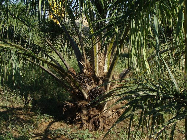 Velika Britanija i Evropa treba da zabrane upotrebu palminog ulja kao biogoriva