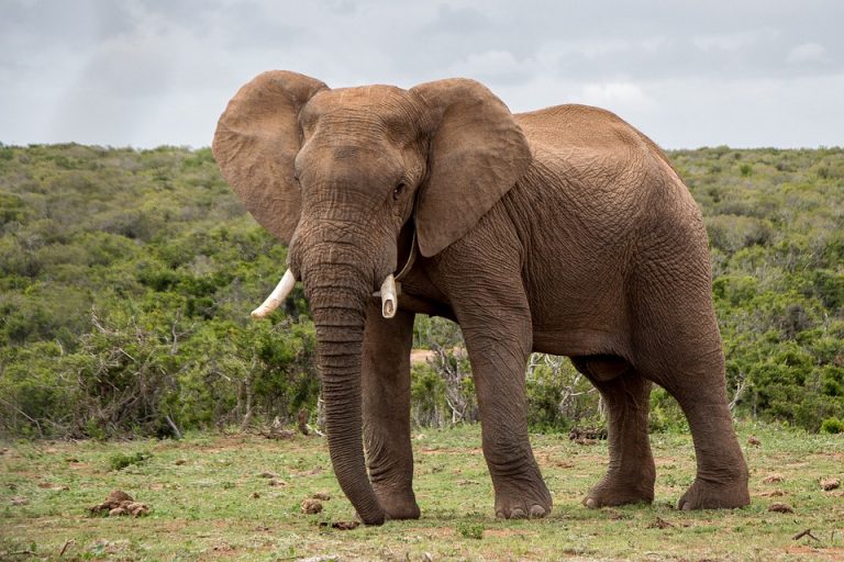 Hongkong zabranio prodaju slonovače