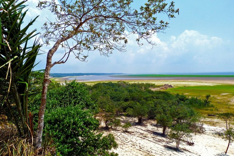 Klimatske promene bi mogle da istrebe polovinu vrsta iz Amazona do 2100. godine