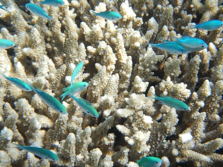 Naučnici razvijaju „štit“ koji će spasiti Veliki koralni greben