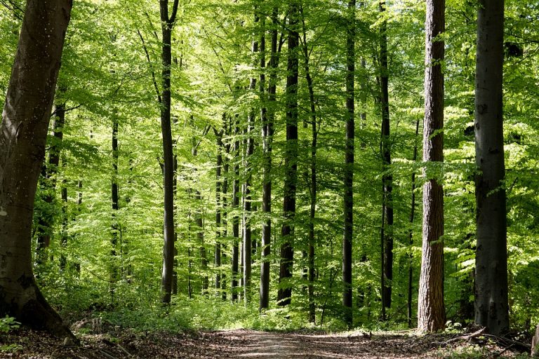 Doneta revidirana Strategija razvoja šuma i šumarstva Crne Gore