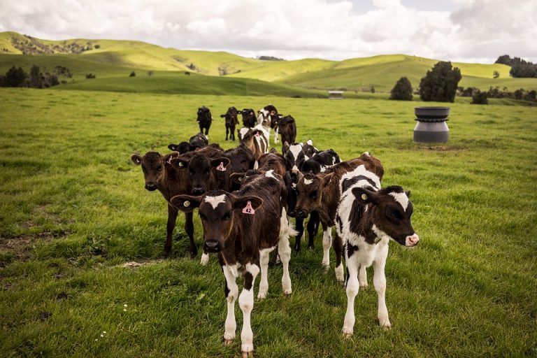 Na Novom Zelandu zbog bakterije ubijaju 150.000 krava