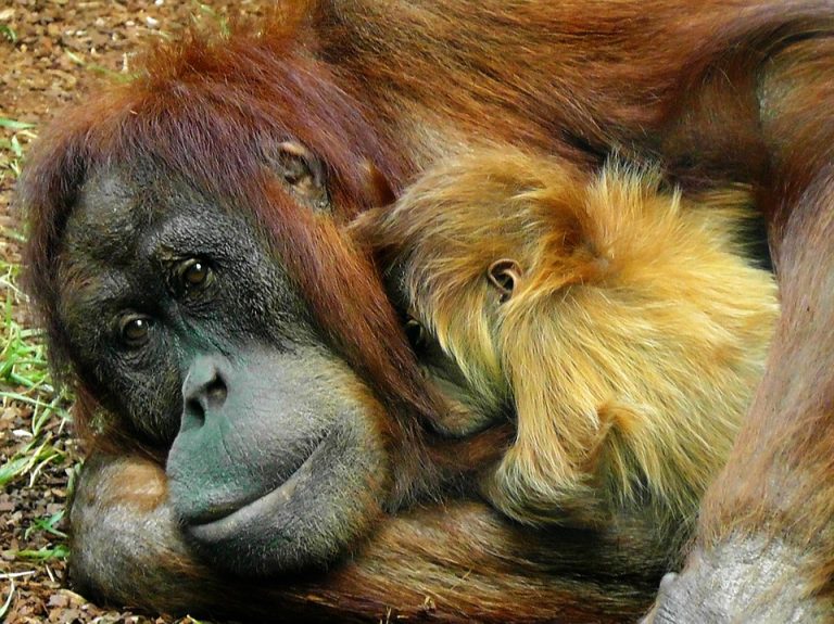 Nastavlja se ilegalna seča šuma koja ugrožava opstanak orangutana