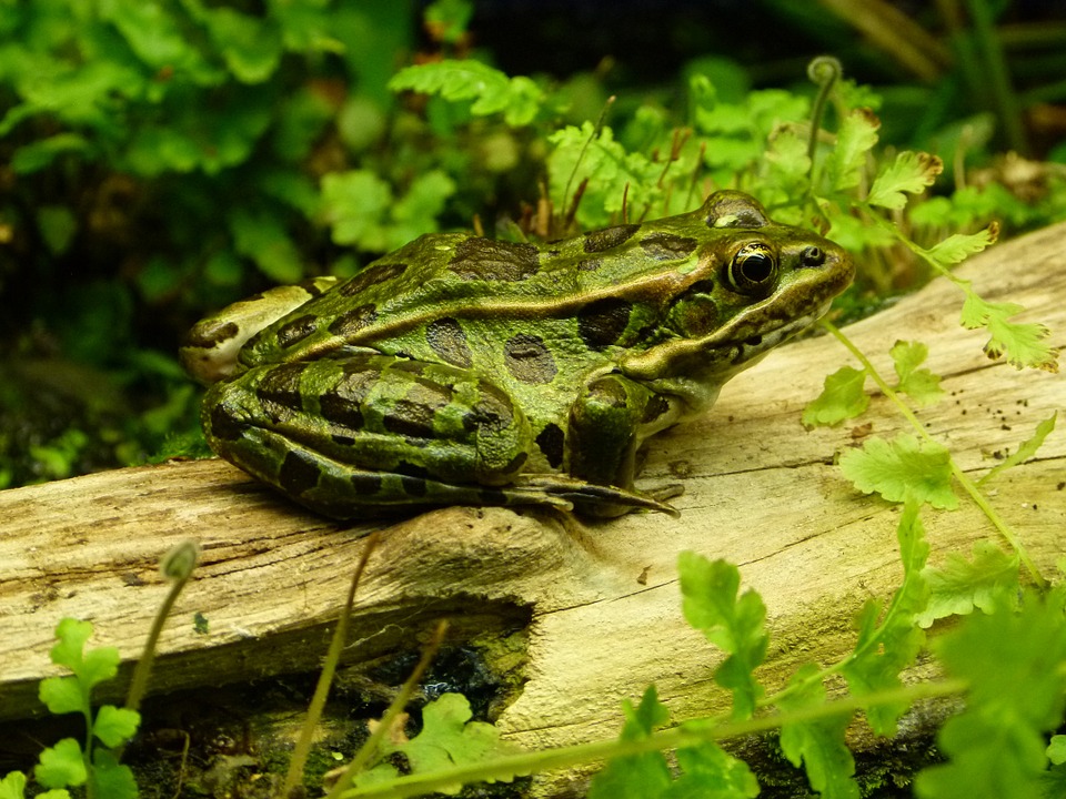 frog-266886_960_720