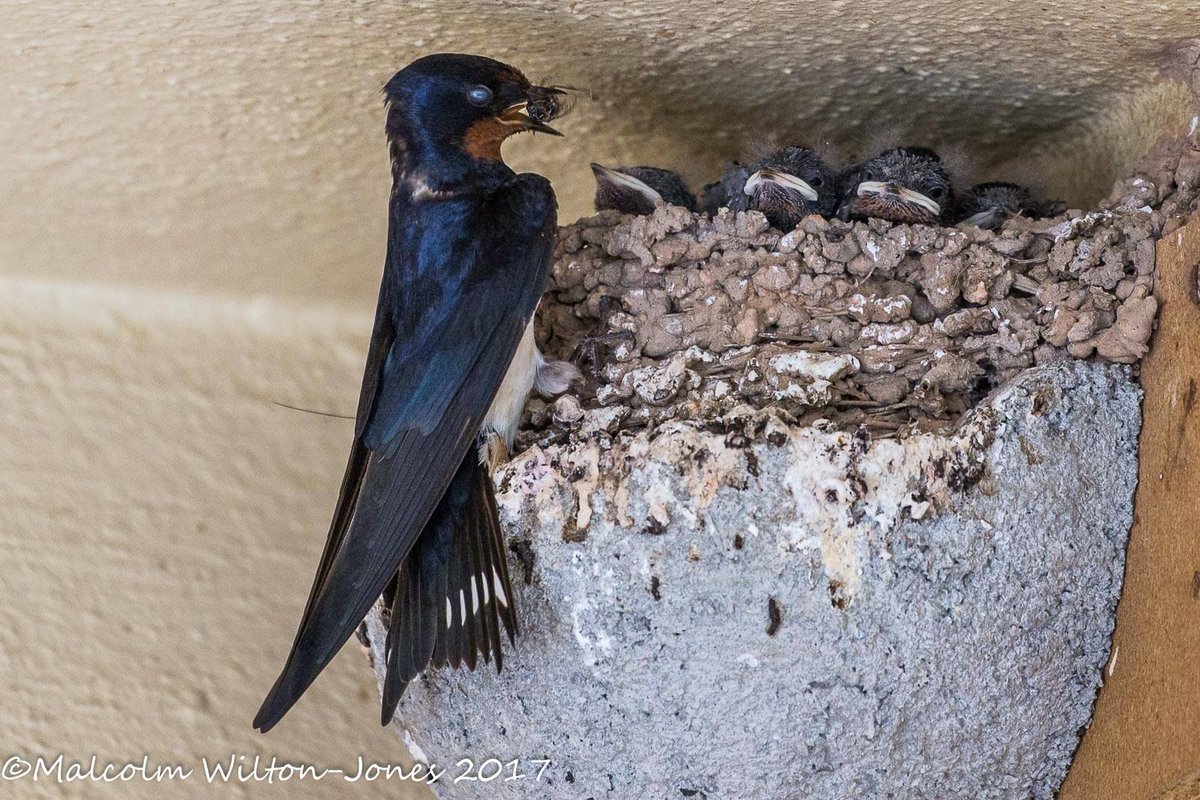 lasta hrani lastavice u gnezdu