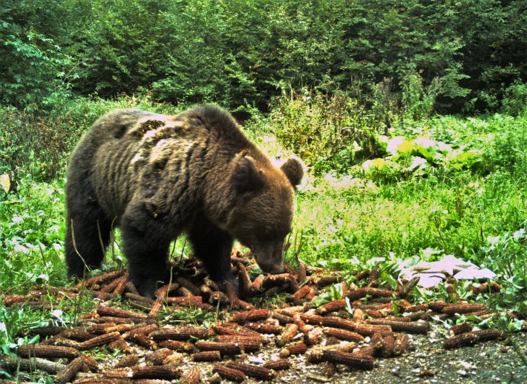 Projekat „Posmatranje medveda“ u Nacionalnom parku Tara