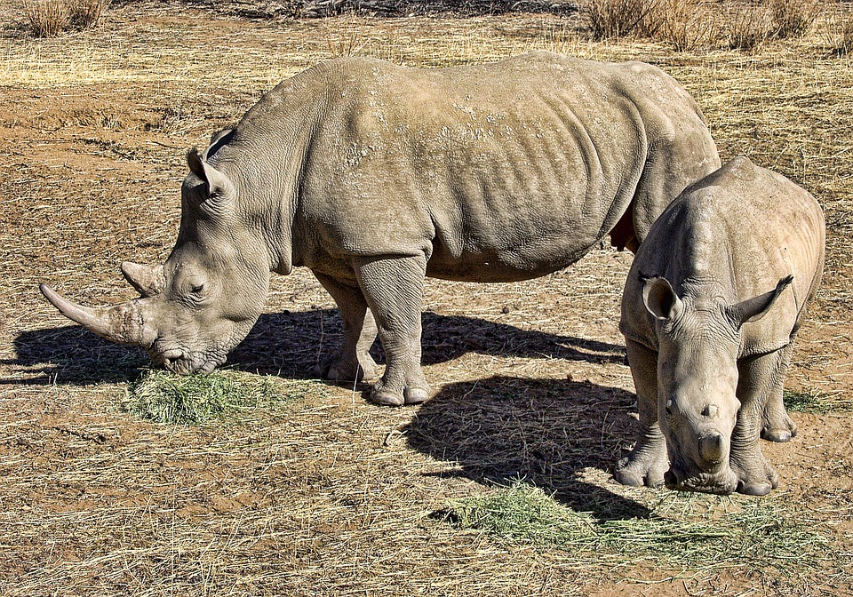 rhinoceros gestation period