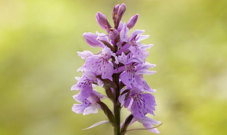 Inicijativa za zaštitu staništa divljih vrsta orhideja u Srbiji