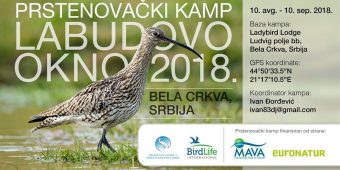 Foto: Društvo za zaštitu i proučavanje ptica Srbije