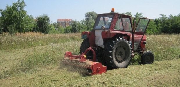 Akcija suzbijanja ambrozije u Novom Sadu u punom jeku