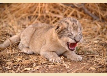 Neverovatan uspeh za spas ugroženih velikih mačaka: Rođeni prvi lavići iz epruvete!