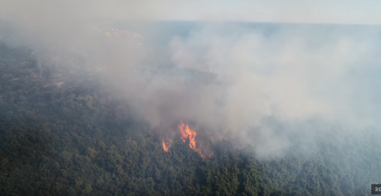 Ulcinj: Desetine stoletnih stabala maslina stradalo u požaru (VIDEO)