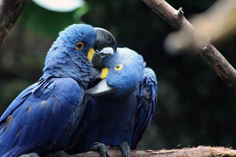 Papagaj iz poznatog crtanog filma „Rio“ proglašen izumrlom vrstom