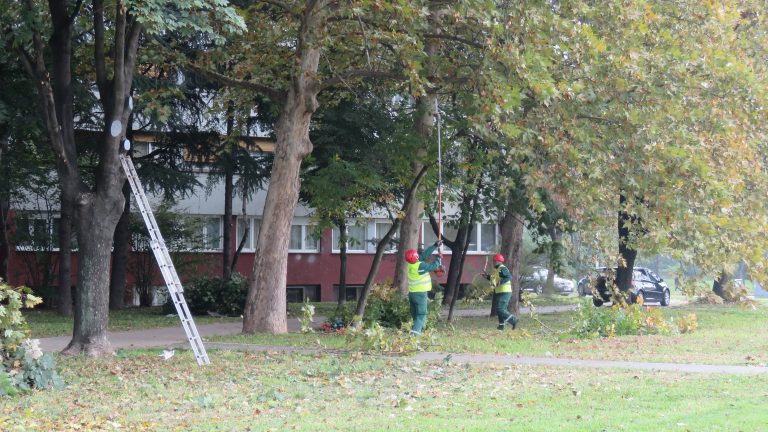 Tradicionalno takmičenje „Zelenilo – Beograd” u orezivanju krošnji stabala i žive ograde