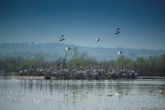 Kolonija pelikana na Skadarskom jezeru uvećana za 150 mladih
