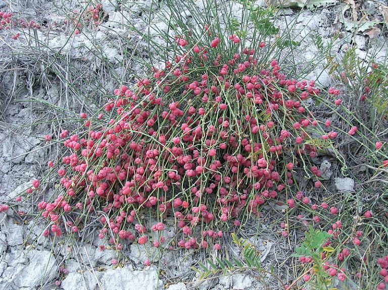 Novootkrivena vrsta srpske flore – patuljasta efedra