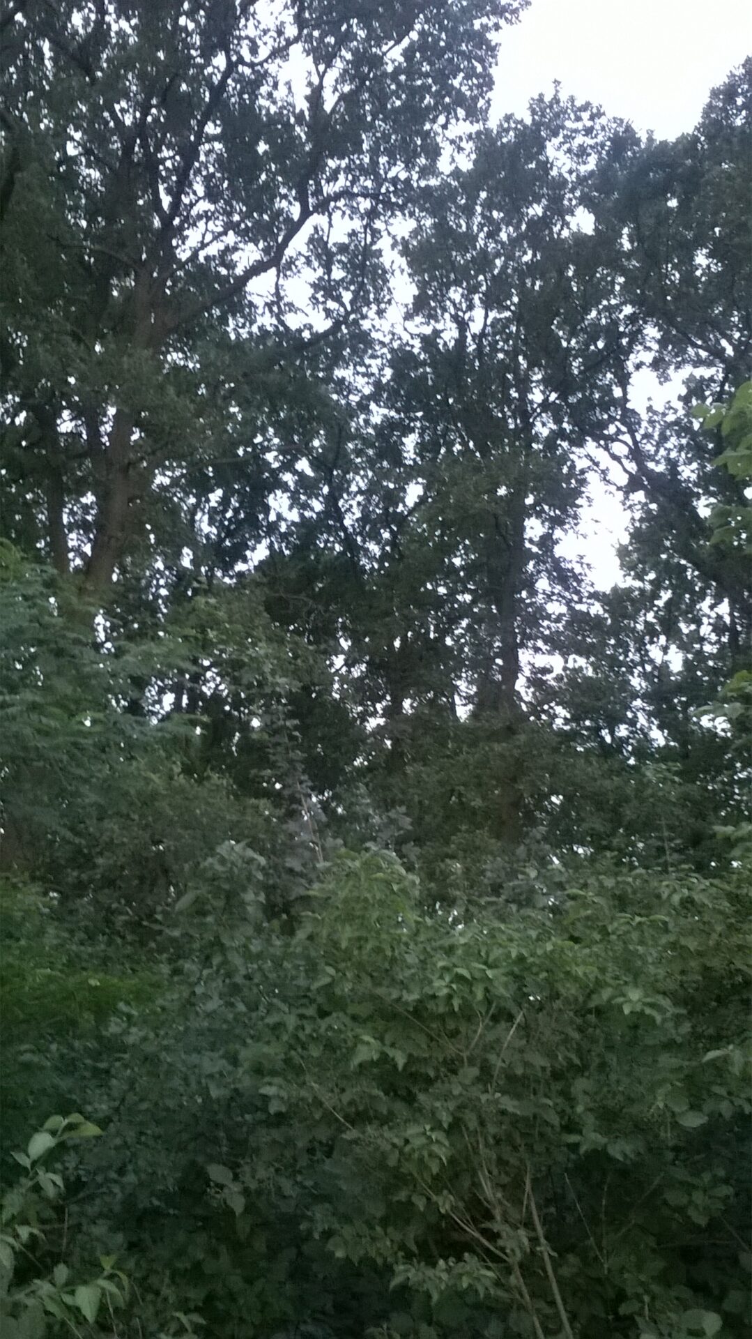 WP_20180715_20_03_25_Pro