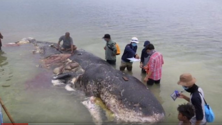 U uginulom kitu pronađena velika količina plastike