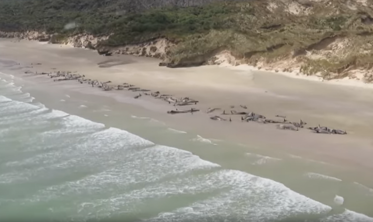 Potresan prizor – 145 kitova nasukano na obali Novog Zelanda