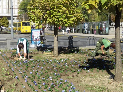 „Zelenilo – Beograd” uređuje javne zelene površine