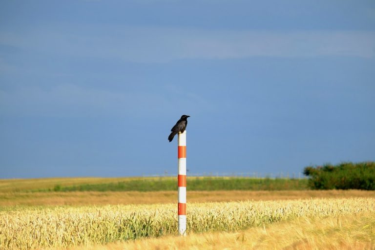 Obavljen monitoring ugrožene ptičje vrste na Ulcinjskoj solani
